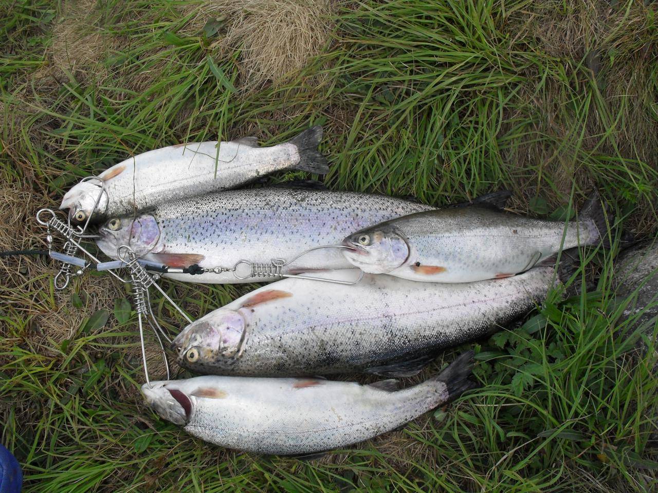 Рыбалка на хариуса в кемеровской области – места рыбалки / рыбалка в кемеровской области / места рыбалки / рыбалка / твойтрофей