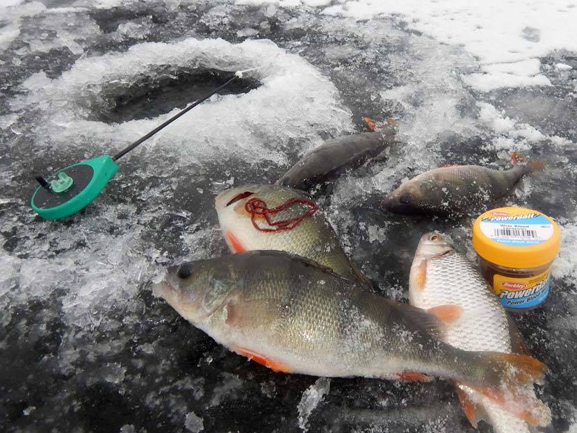 Ловля окуня в глухозимье: особенности рыбалки, выбор снасти
