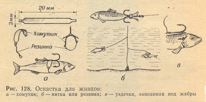 Рыбалка на спиннинг | спиннинг клаб - советы для начинающих рыбаков
ловля судака на живца – секреты и способы рыбалки
