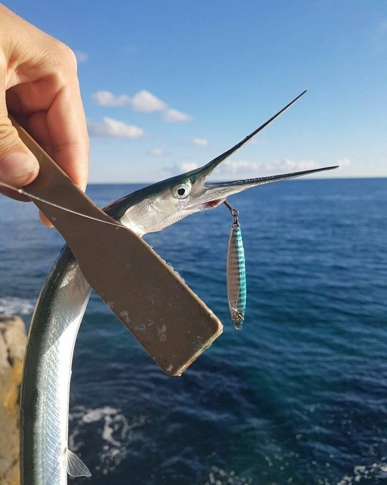 Ловля морской рыбы сарган: способы и места ловли