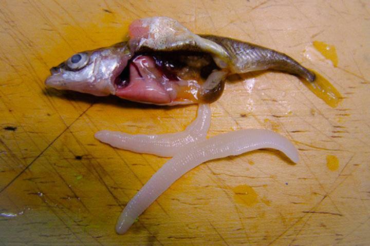 Что такое селитерная рыба? как ее определить? чем опасно употребление рыбы, зараженной солитером? :: syl.ru