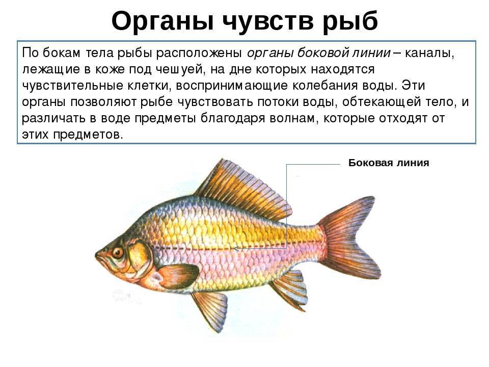 Органы боковой линии у каких рыб. Боковая линия орган чувств у рыб. Строение ноздрей у рыб. Зрение рыб. Внешнее строение рыбы.