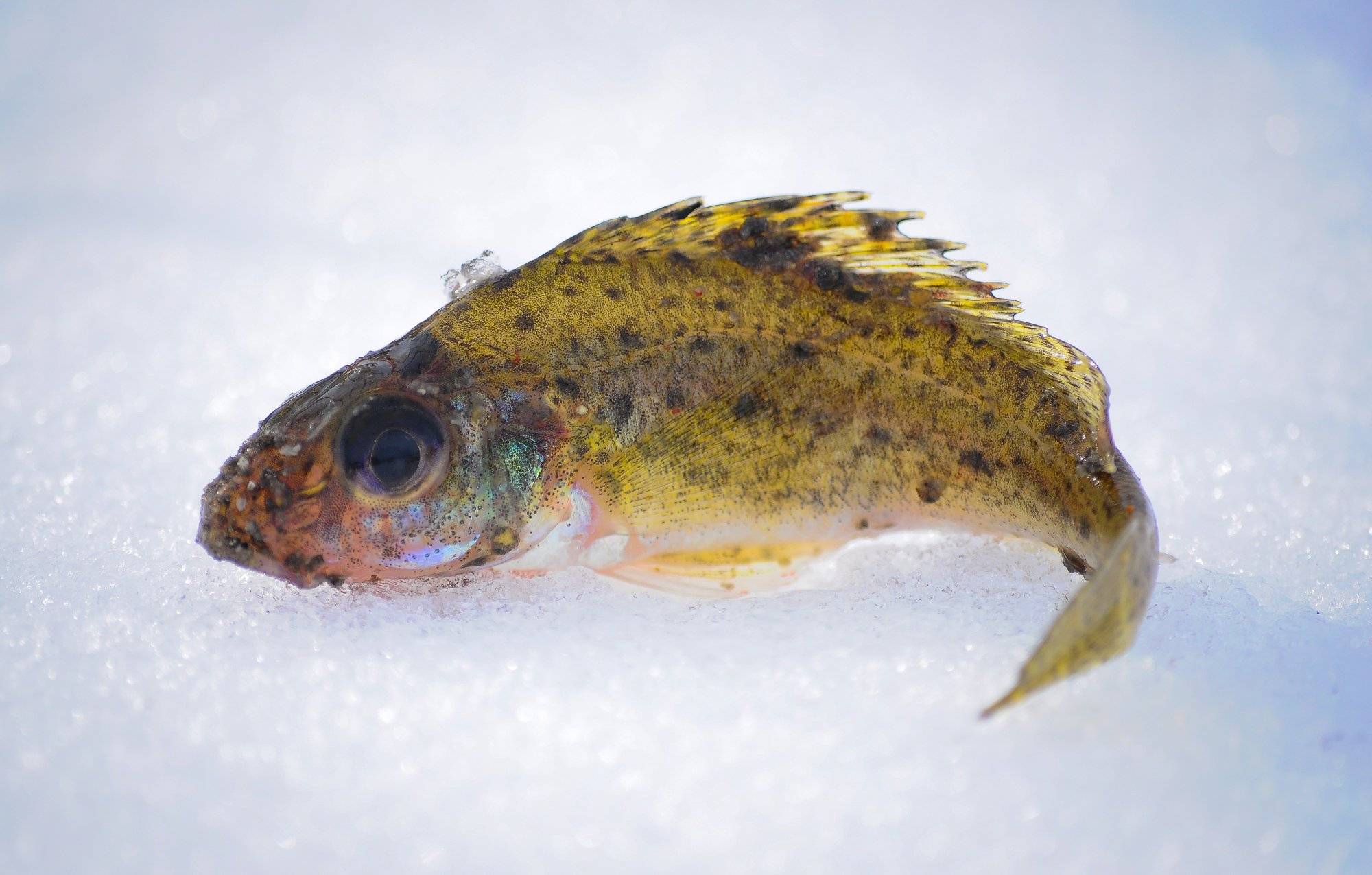 Ерш — колючая рыба из окуневых