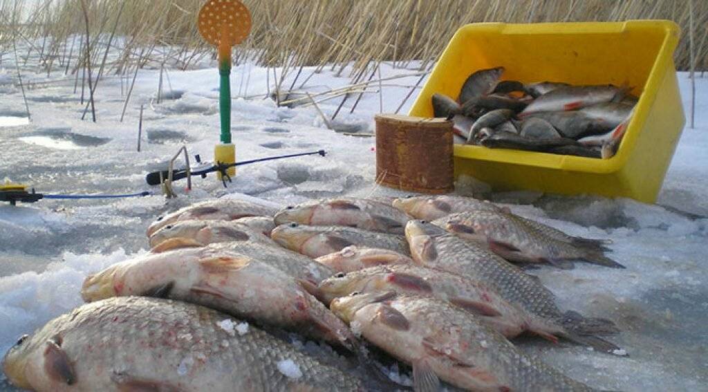 Рыбалка в ростове и ростовской области, куда поехать на ловлю весной и другие сезоны года