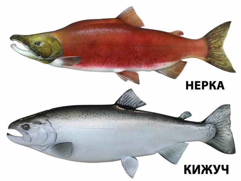Кета: рыба, фото, описание, как выглядит, как отличить