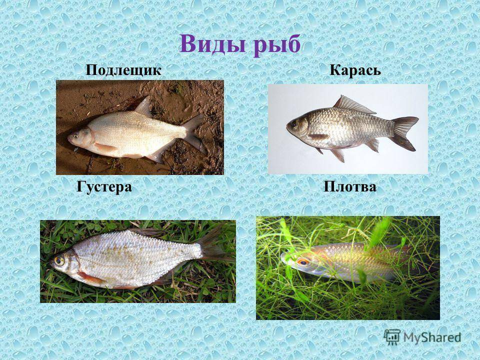 Густера: описание рыбы, места обитания, образ жизни, нерест, способы ловли и отличия густеры от подлещика