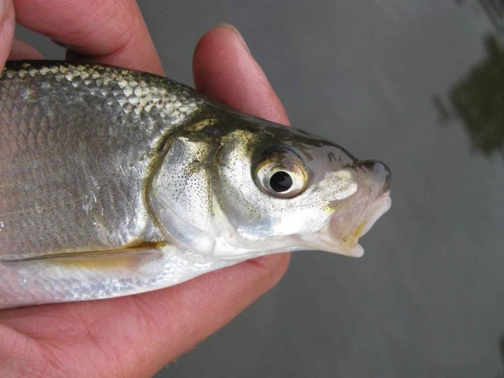Рыбец: описание рыбы, поведение и места обитания, способы ловли