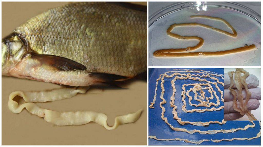 Паразиты в рыбе: описание ленточных червей с названиями, погибают ли глисты при заморозке