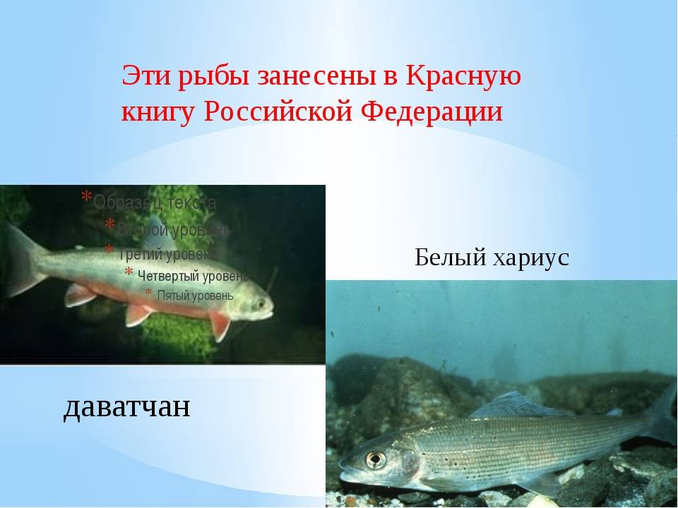 Шамайка: как выглядит и где водится рыба, почему занесена в красную книгу