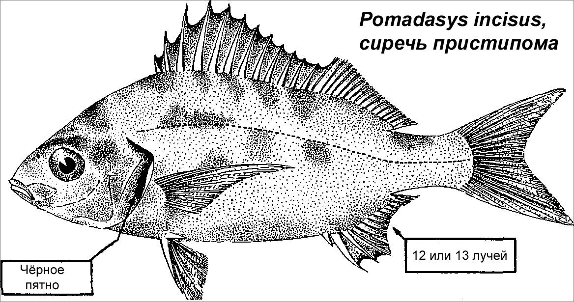 Простипома рыба – википедия