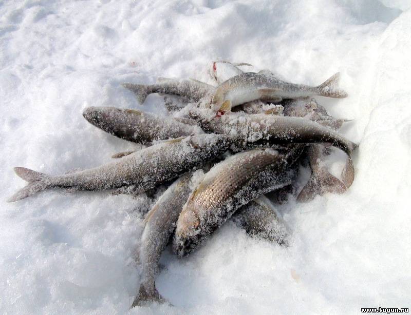 Рыбалка на севере россии (кольский полуостров): мурманская и архангельская области