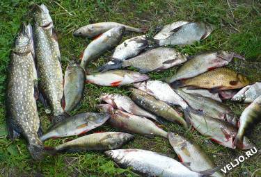 Валдайское озеро: рыбалка и какая рыба водится