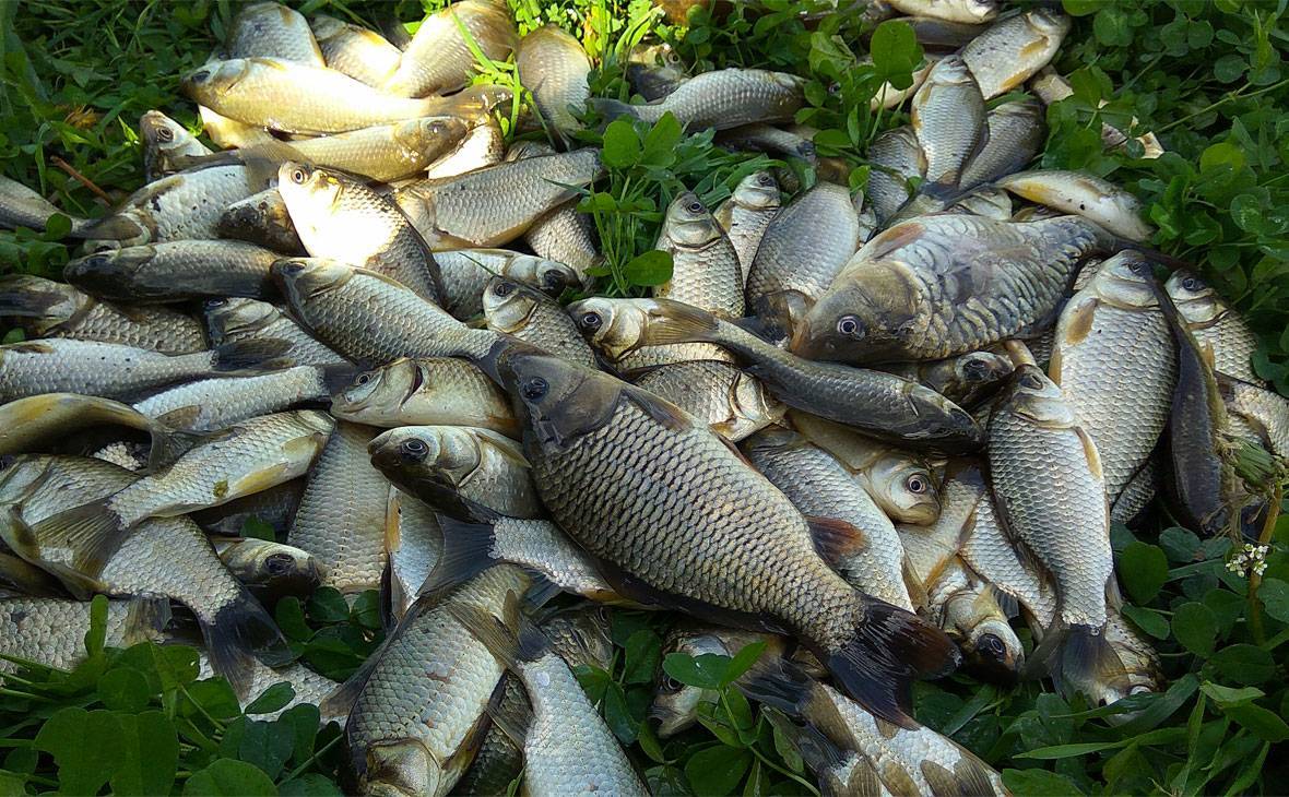 Рыбалка в Раково — отзывы, описание водоемов