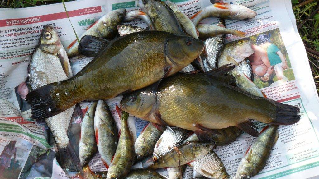 Рыбалка в витебской области: видео, отчеты, озера, рыбалка платная и бесплатно