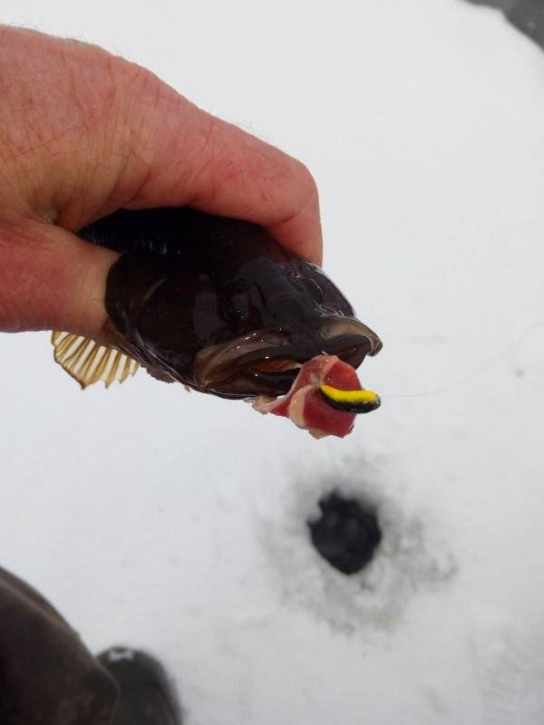 Ловля ротана зимой: озеро, мормышка и куриная шкурка