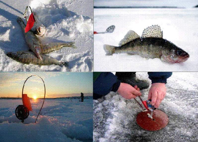 Рыбалка зимой на щуку жерлицами: секреты подледного лова