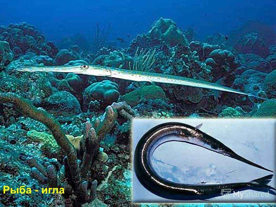 Морская и пресноводная рыба-игла: описание, распространение, содержание и размножение