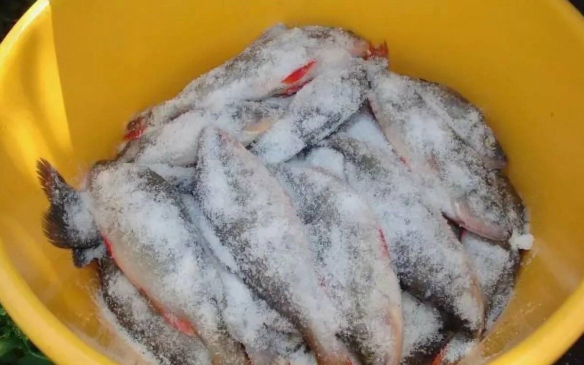 Засолка рыбы в домашних условиях в маринаде и сухим посолом. специальные и ускоренные методики засолки красной рыбы дома