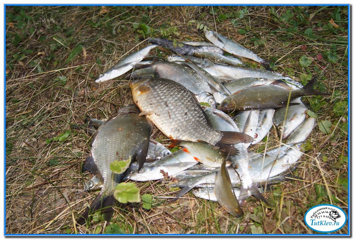 Особенности рыбалки на реке дон: как выбрать снасти и какую рыбу можно поймать?