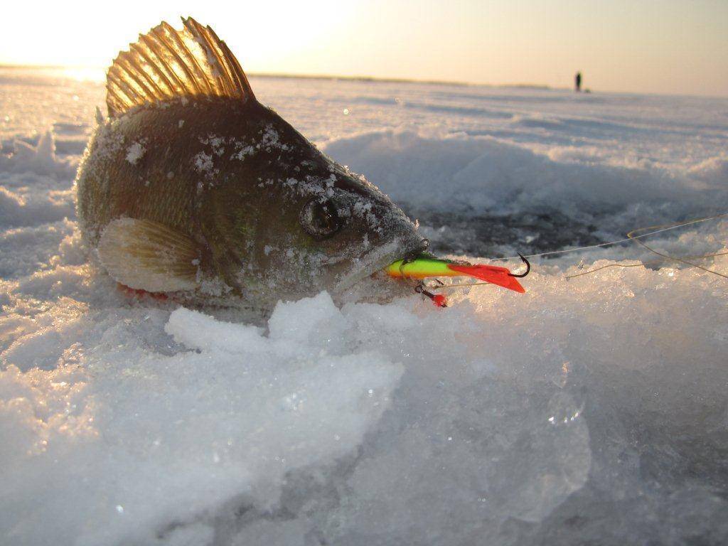 Зимняя рыбалка на окуня на блесну