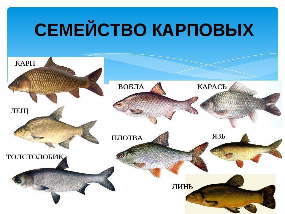 ✅ морская белая рыба без костей. самая полезная рыба для взрослых и детей - sundaria.su