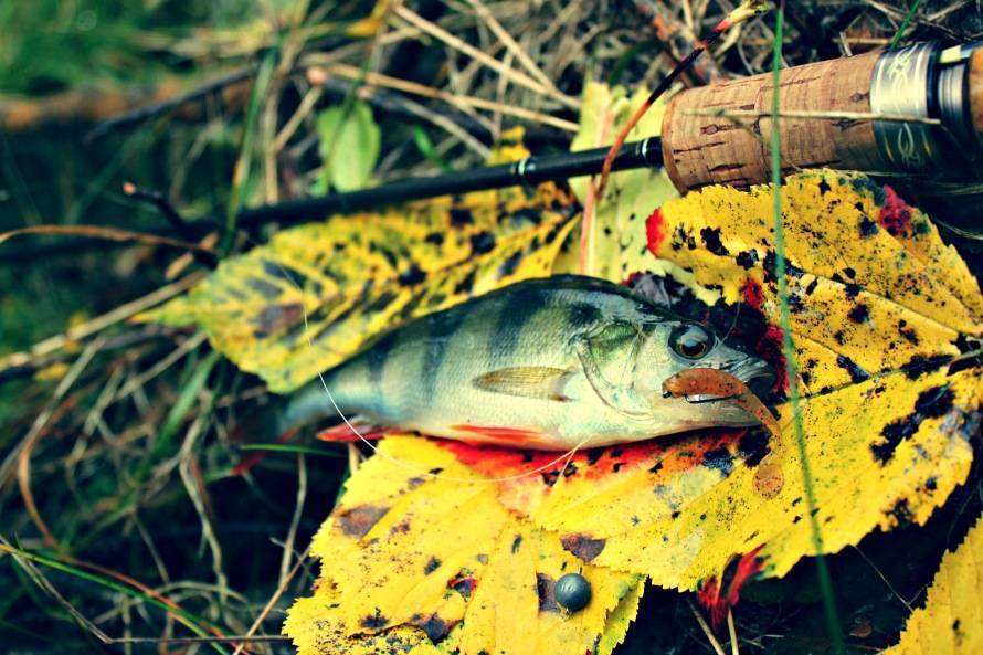Ловля осенней щуки на малой реке спиннингом в октябре