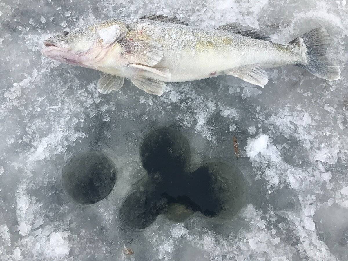 Отдых на финском заливе, рыбалка на финском заливе