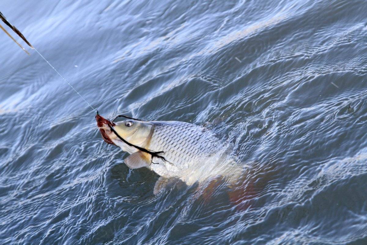 Рыбалка на озернинском водохранилище - как добраться, какая рыба водится, советы по рыбной ловле