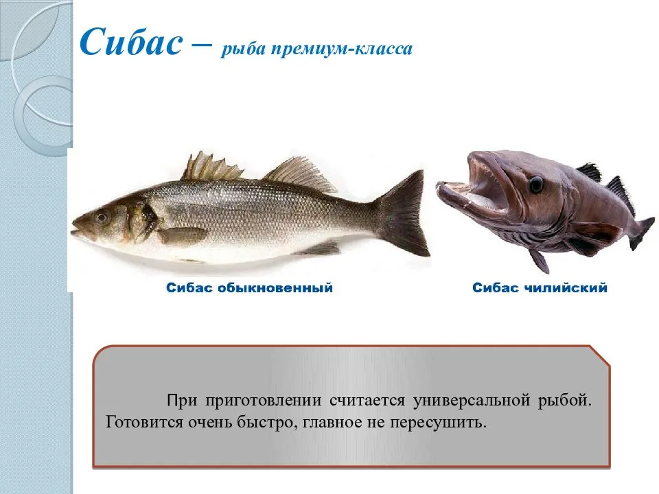 Сибас - полезные свойства рыбы и калорийность, рецепты приготовления блюд с фото