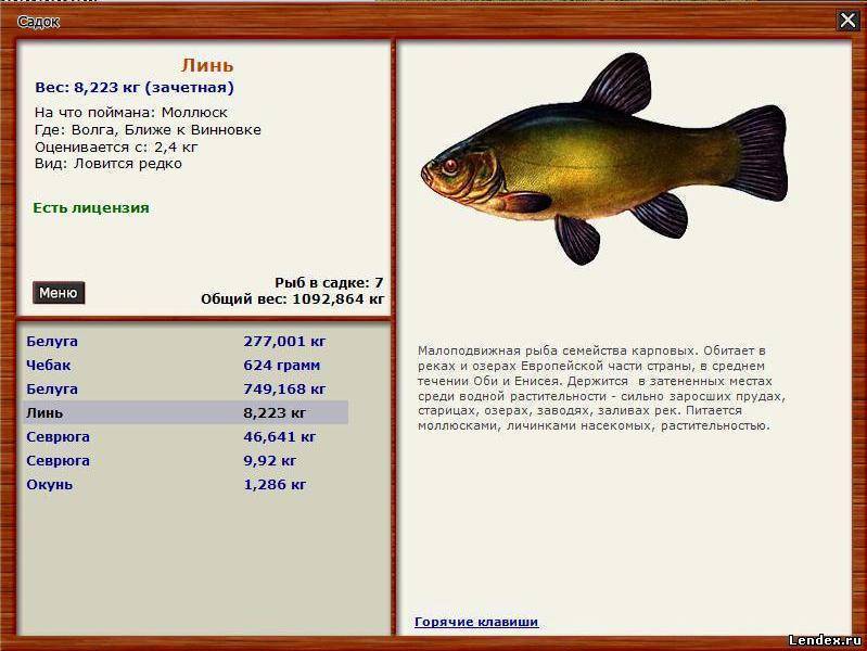 Рыба линь: описание, где обитает, когда клюет, как и на что ловить?