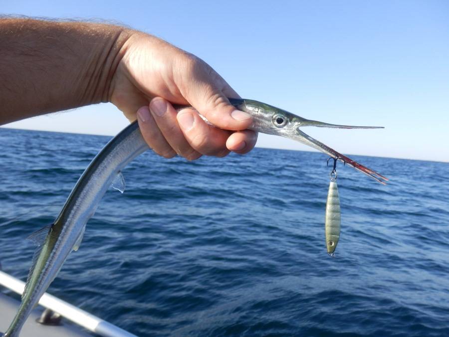 Секреты рыбалки на черном море с берега и плавсредства - читайте на сatcher.fish