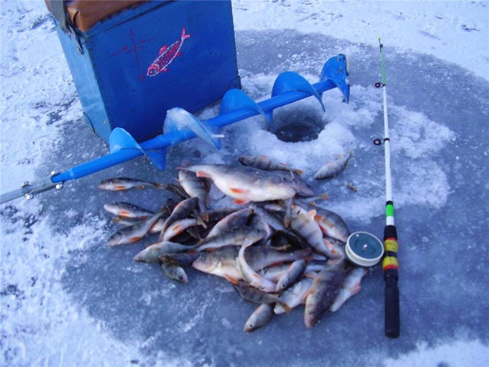 Что нужно на зимнюю рыбалку начинающим – снаряжение, снасти и способы лова