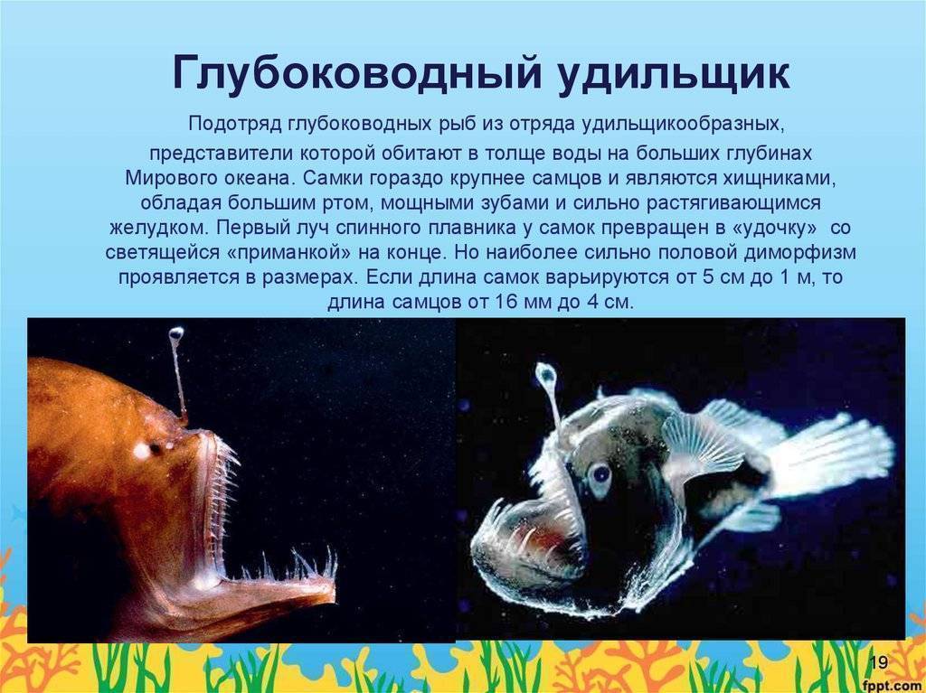 Как называется рыба с фонариком на голове фото