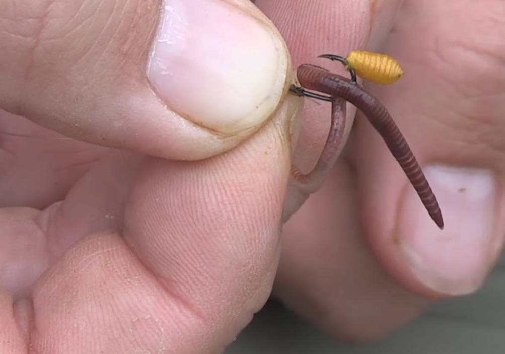 Как правильно насаживать червя на крючок. виды червей и способы их насадки на крючки