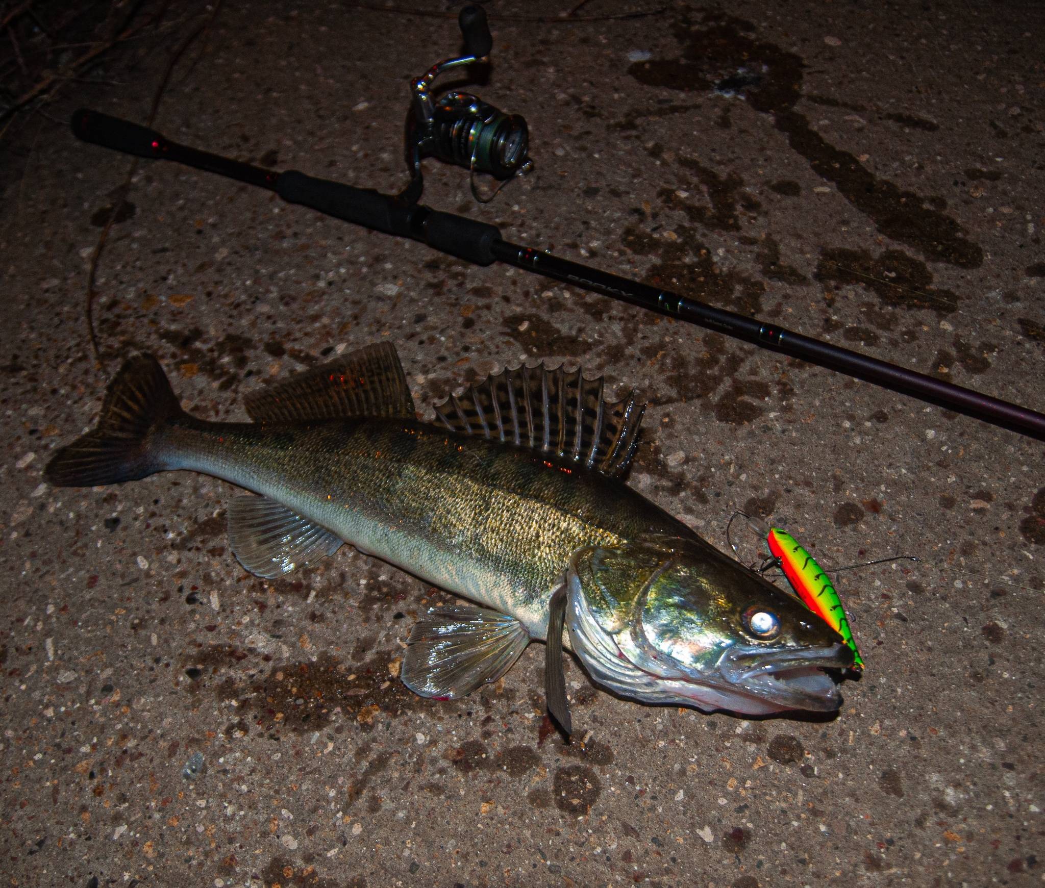 Ловля судака ночью на спиннинг: как, где и на что ловить - читайте на сatcher.fish