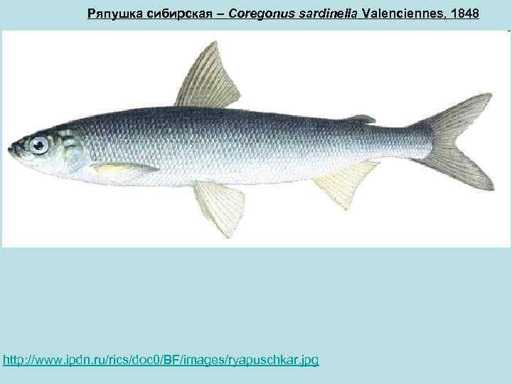 Рыба корюшка: где водится в россии, особенности среды обитания, нереста и жизненного цикла