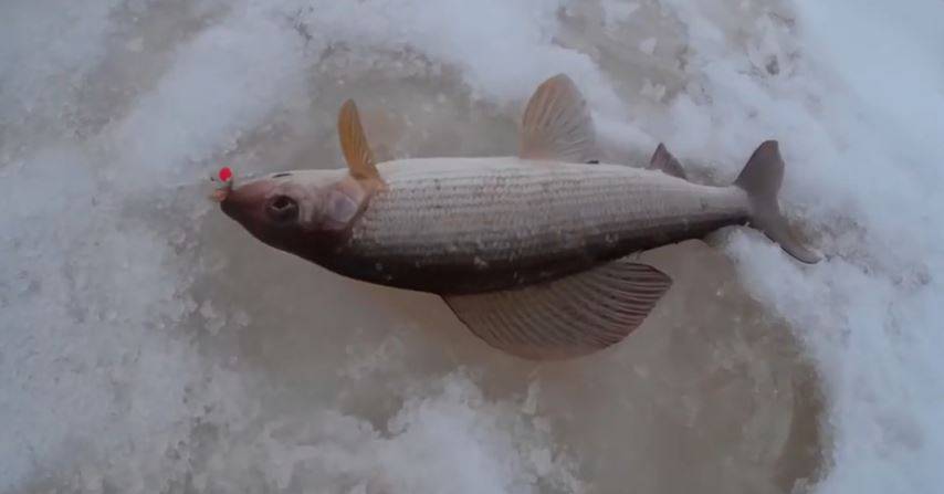 Мормышки для зимней рыбалки на хариуса. Ловля хариуса зимой на мормышку. Безмотылка для зимней рыбалки на хариуса. Уловистая мормышка на хариуса зимой. Мормышки на хариуса зимой.