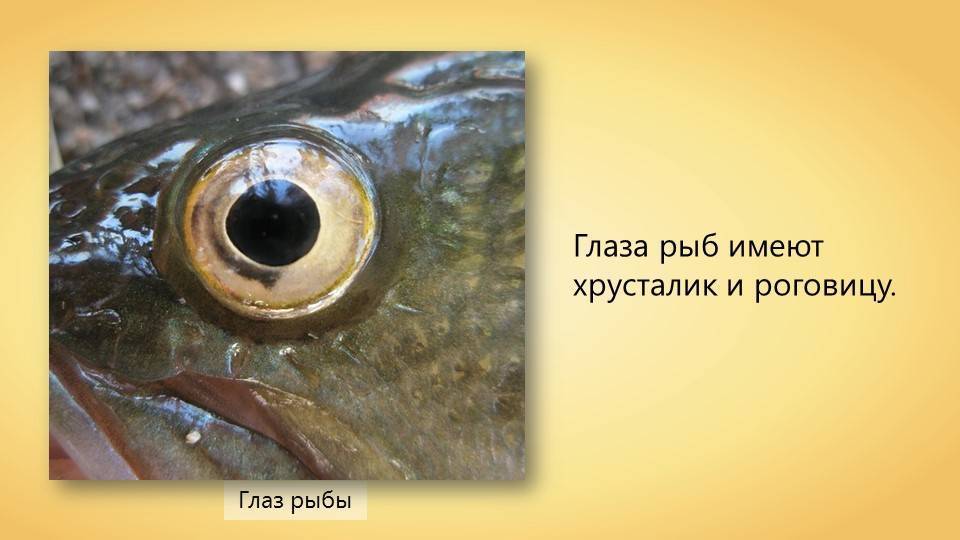 Все о рыбах: интересные факты и особенности знака зодиака