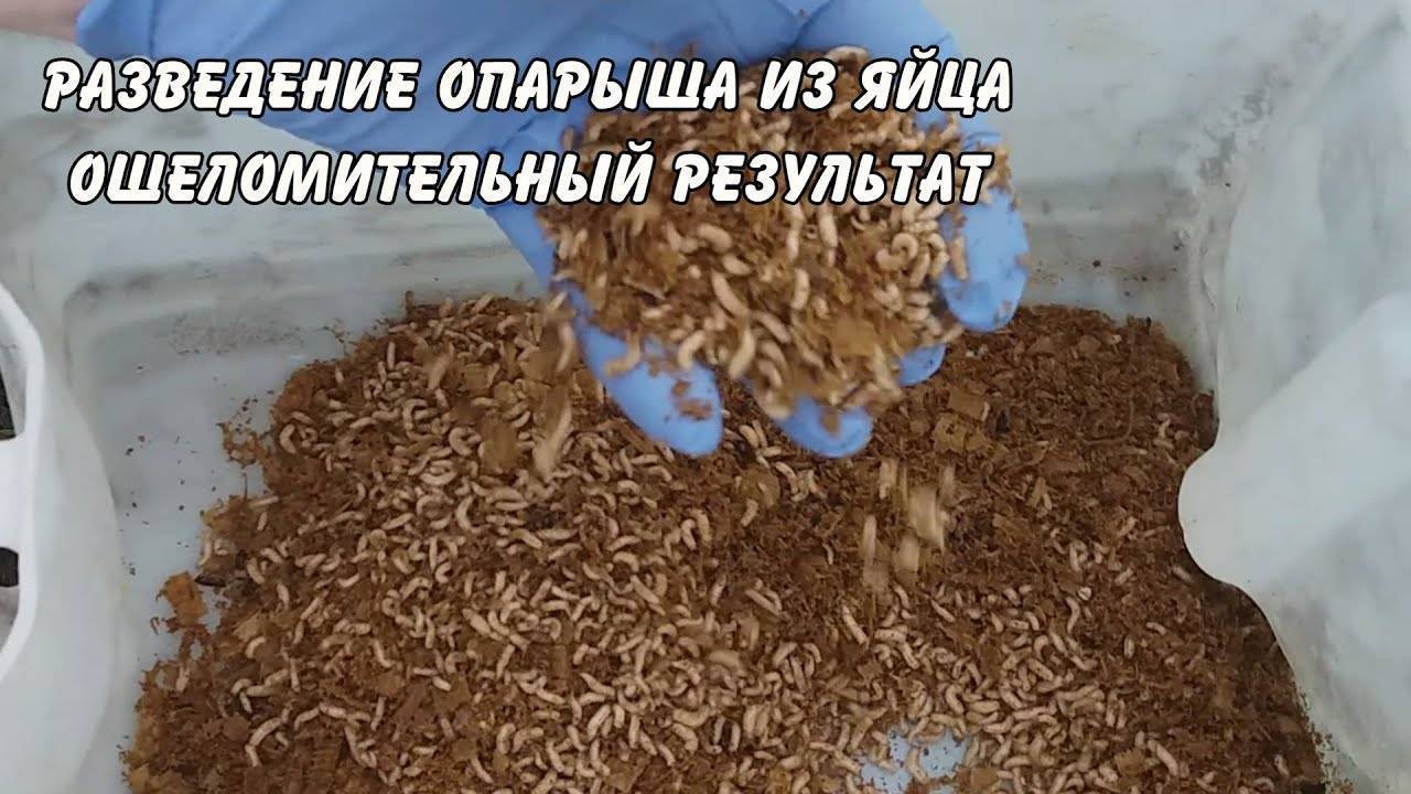 Как разводить опарышей в домашних условиях: различные методы выращивания личинок мух, советы и видео