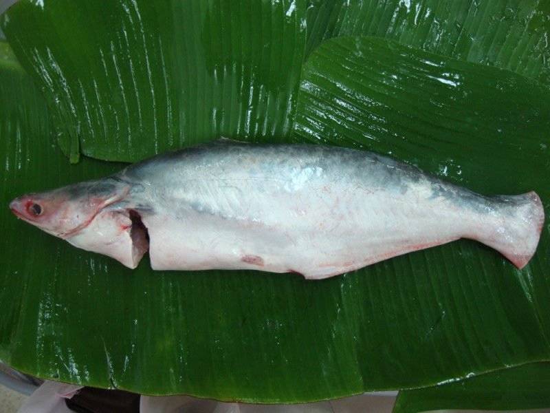 Как выглядит пангасиус рыба фото живой