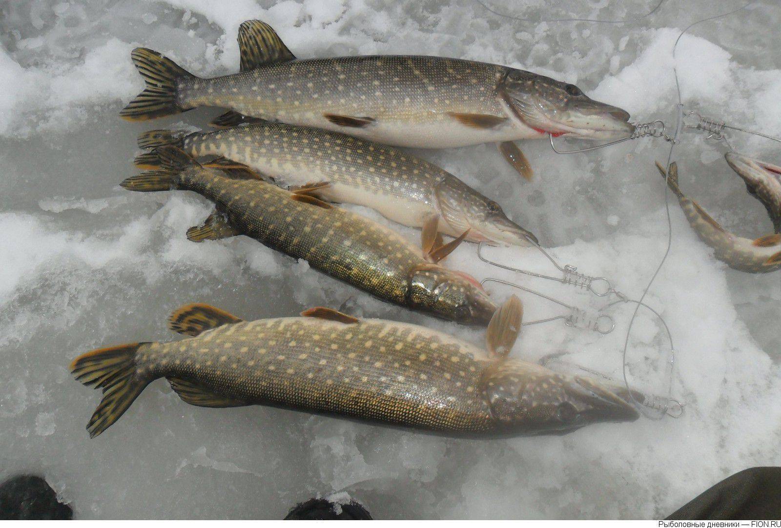 Рыбалка на суре: какие виды водятся в реке мордовии, особенности ловли