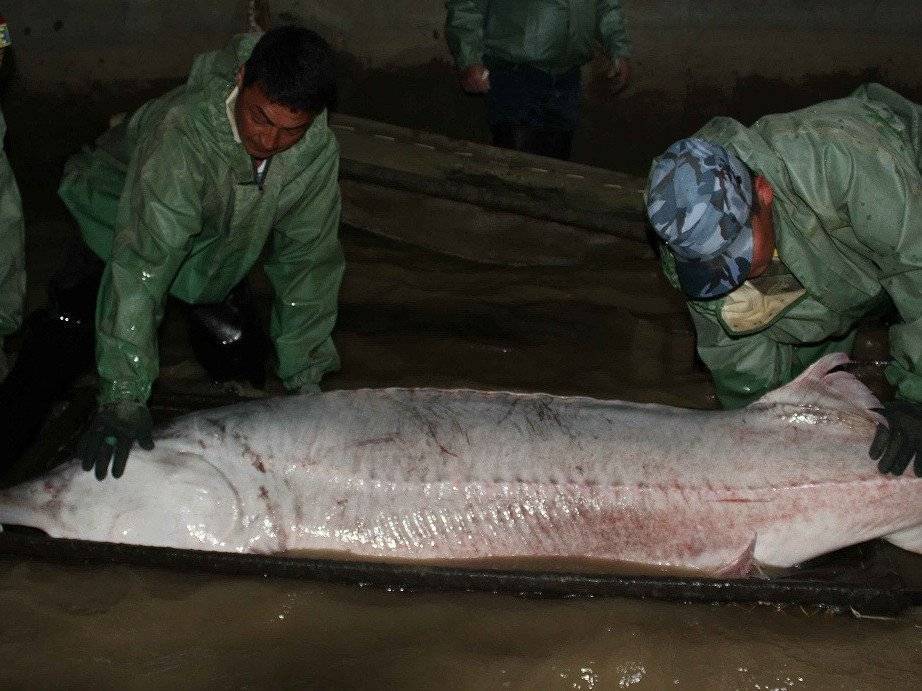 Самая большая рыба калуга в мире фото