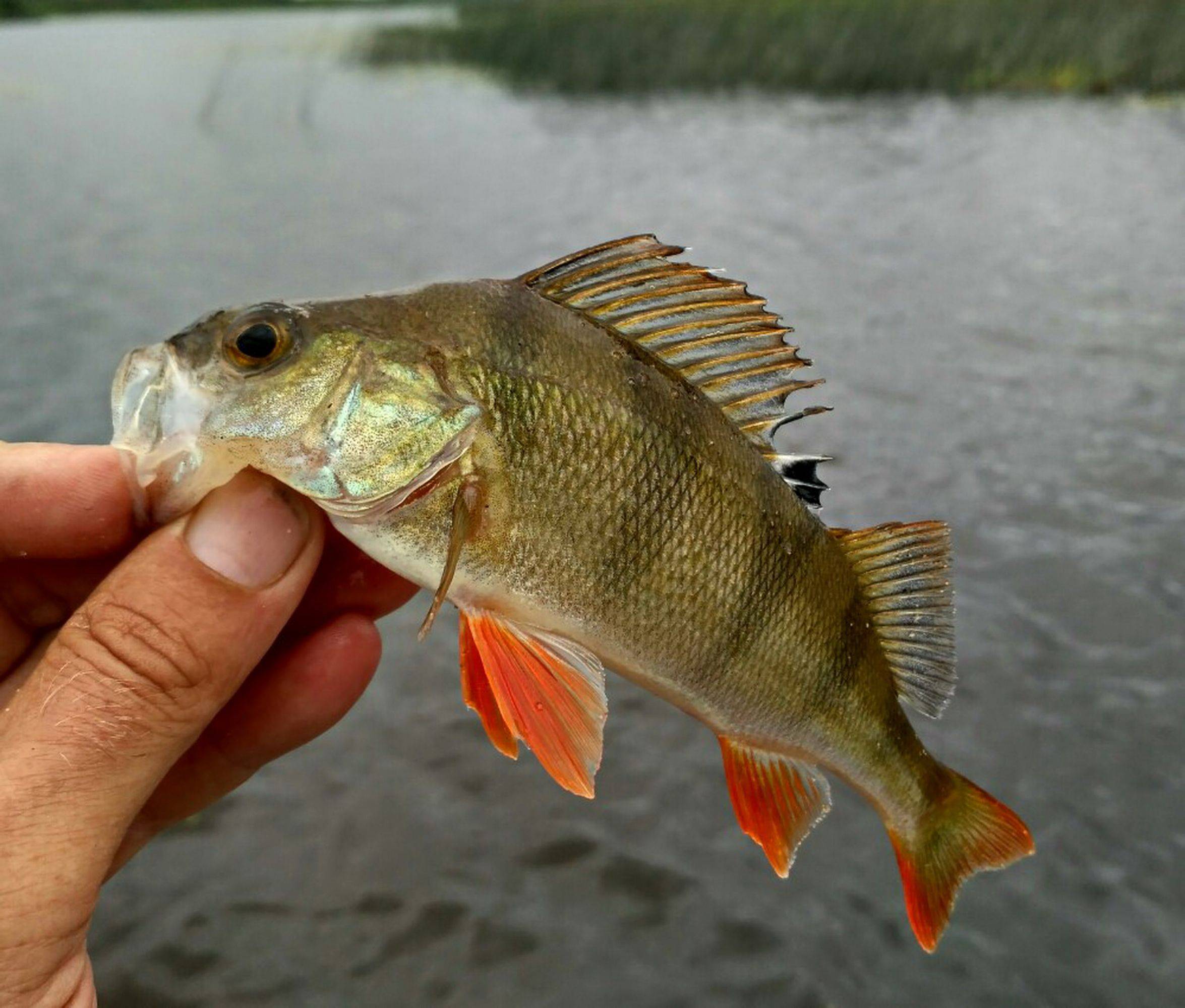 Окунь perca fluviatilis