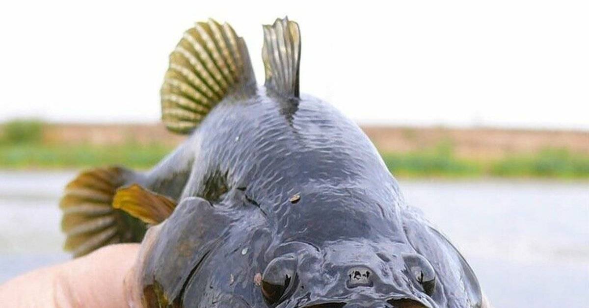 Рыба ротан — фото и описание, съедобная или нет, как выглядит, разница с бычком