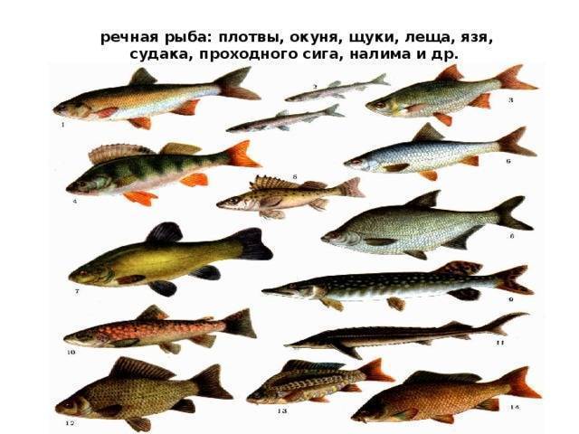 Болезни аквариумных рыб: 31 самых популярных основных заболеваний, симптомы, лечение, диагностика, заразные, незаразные - kotiko.ru