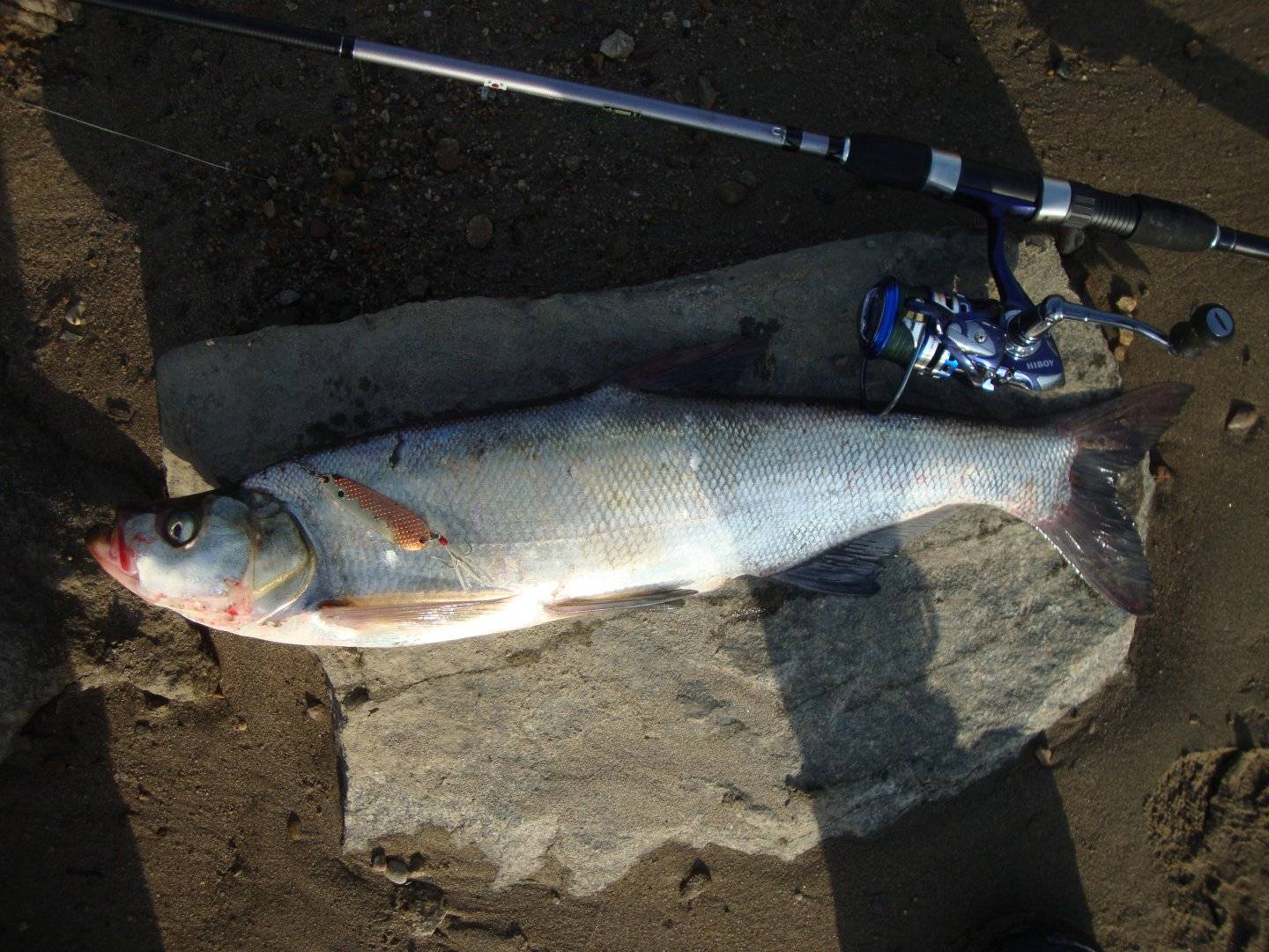 Особенности рыбалки в амурской области – на что и где ловить | трофейная рыбалка