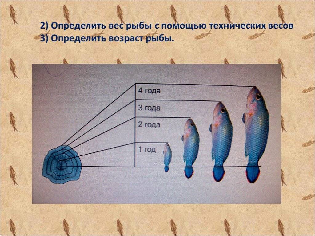 Как определить возраст рыбы по чешуе: способы определения