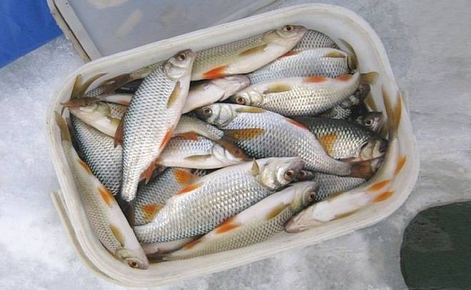 Правила рыбалки в забайкальском крае (2022 г.)