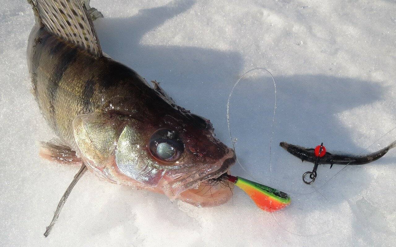 Бокоплавы для зимней рыбалки на судака: ловля, лучшие модели, делаем своими руками