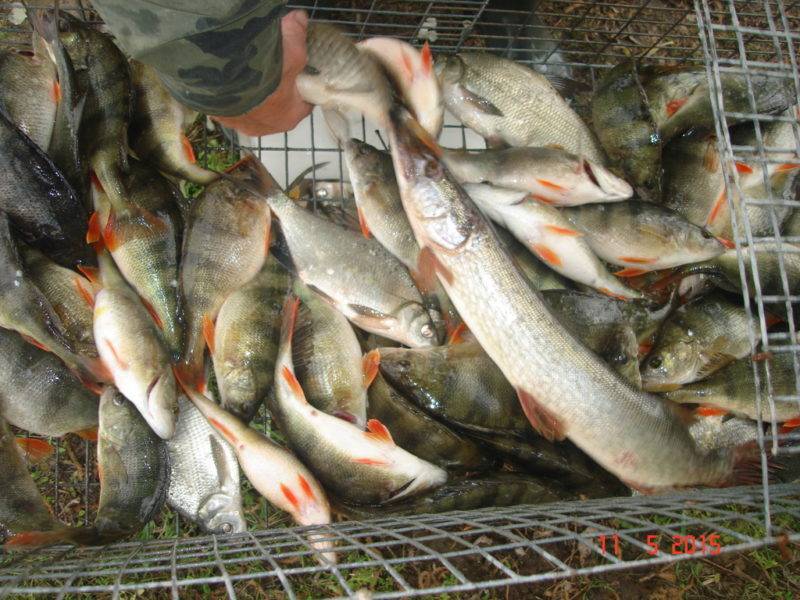 Рыбалка в одинцовском районе — советы и рекомендации